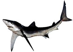 Prionace glauca _02266.jpg